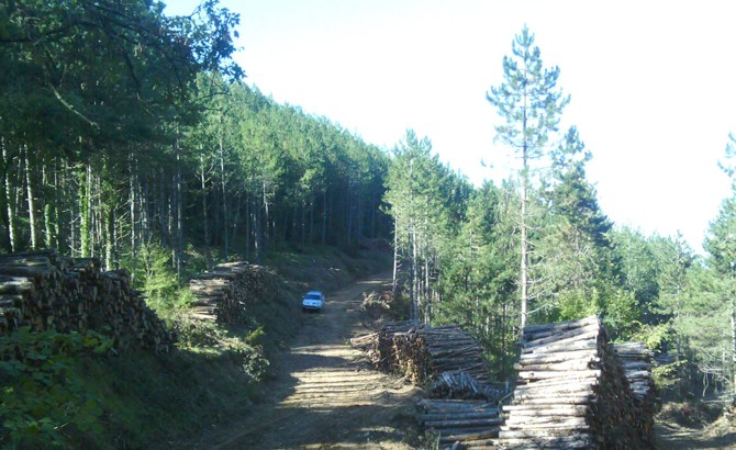 Aprovechamiento forestal en masas de pino laricio y pilas listas para desembosque. 2015