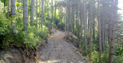 Apertura de nueva pista para aprovechamiento de pinares. Monreal 2012