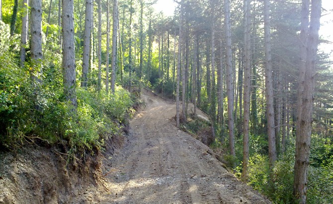 Apertura de nueva pista para aprovechamiento de pinares. Monreal 2012